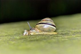 snail crawling on a leaf