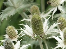 green thistle buds close-up
