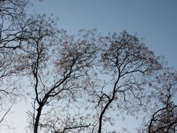 bare tree branches in cold winter