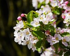 white and pink flowers on apple tree in spring