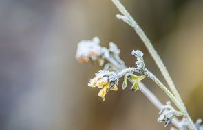 Macro photo of dried flowers