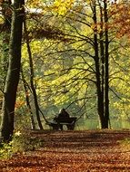 distant view of a man on a bench in a colorful autumn park
