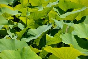 exotic green plants in a botanical garden
