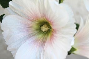 macro photo of White mallow Flower