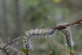 hairy striped Caterpillars on Branch