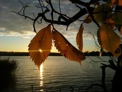 view of sun rays in Autumn Leaf at evening