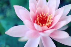 pink lotus flower on blurred background