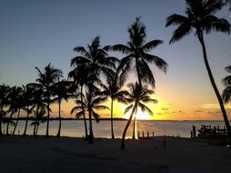 silhouettes of palm trees at sunset on a tropical beach