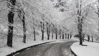 winter road along snowy trees