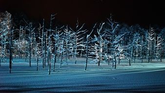 Blue frozen Trees night Forest view