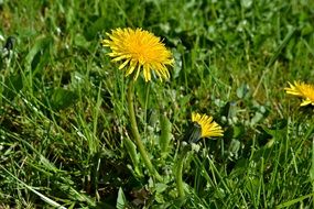 yellow dandelion among green grass in a meadow