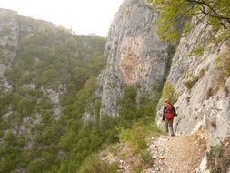 Climbing rouge along rock