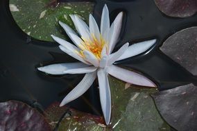 White Lily Water Flower plant