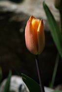 yellow tulip in a bud close-up