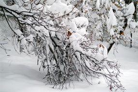 tree branches in the snow in winter above the ground