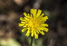 goatsbeard, weed, yellow Flower