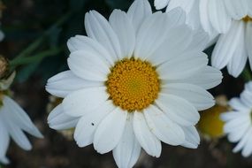 white garden daisy close-up