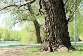 old big Willow Tree at pond in park