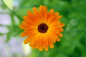Flower Orange Black Middle