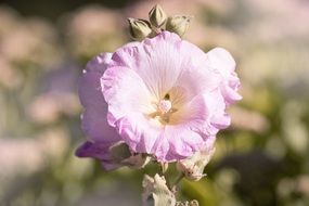 Stock Rose on a blurred background