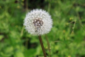 Dandelion Seeds on Plant close up