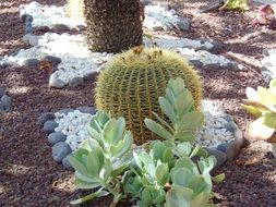 Beautiful colorful Cactus Plant and other plants in Spain