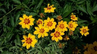 yellow margarets among green grass