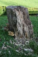 Mushrooms on weathered Tree stump