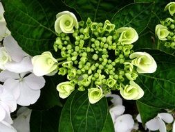 hydrangea bloom in a botanical garden