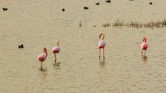 flamingos on oroklini lake in cyprus
