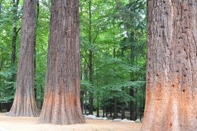 sequoia in the green forest