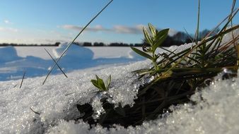 green grass through snow closeup