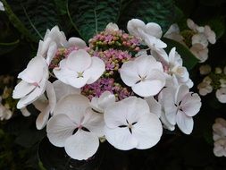 decorative garden flowers