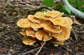 Yellow funguses on the ground in the forest