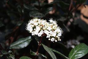 closeup photo of bush with white lush inflorescences in a botanical garden