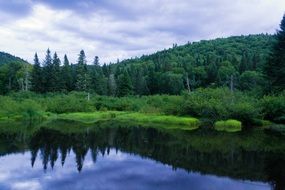 trees near the pond in the park