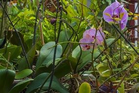 purple orchid among greenery