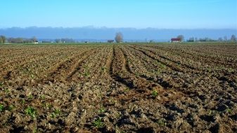 arable field on a sunny day