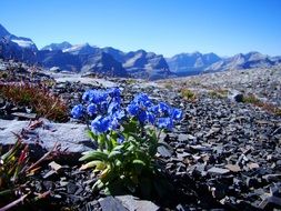 small bush of blue flowers in the mountains