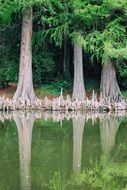 trees are reflected in the water of the pond in the park