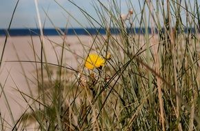 yellow flower on the beach, north sea