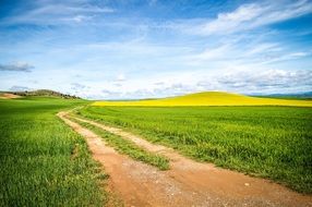 Path Field Cultivation Spring
