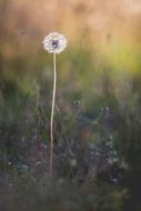 dandelion with seeds on the field