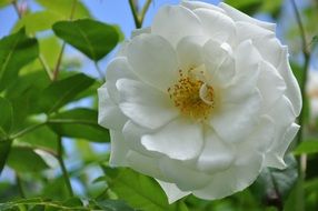 green bush with snow-white flower close-up