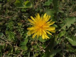 Yellow flower of dandelion, top view