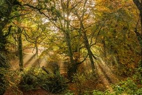 sunbeams bursting through trees, Early Morning, Autumn Landscape