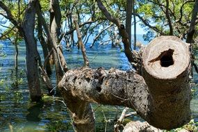 trees among wetlands