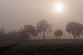 fog over trees on november sunny day