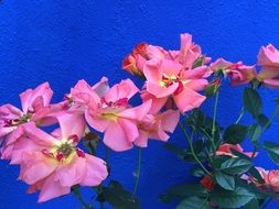 pink flowers near the blue wall