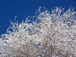 birch tree in snow